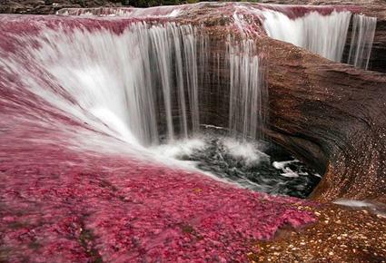 Caño Cristales wajahat22-2-2013 (